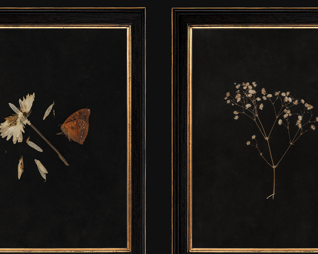New Release: 4 Limited Edition Botanical Prints