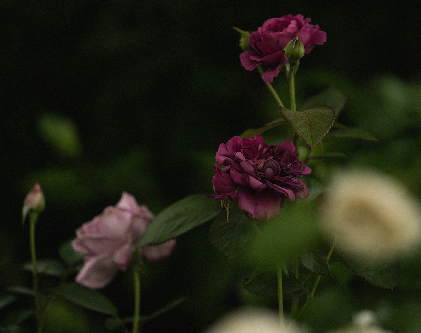 Summer: A Walk Through My Midcoast Maine Garden