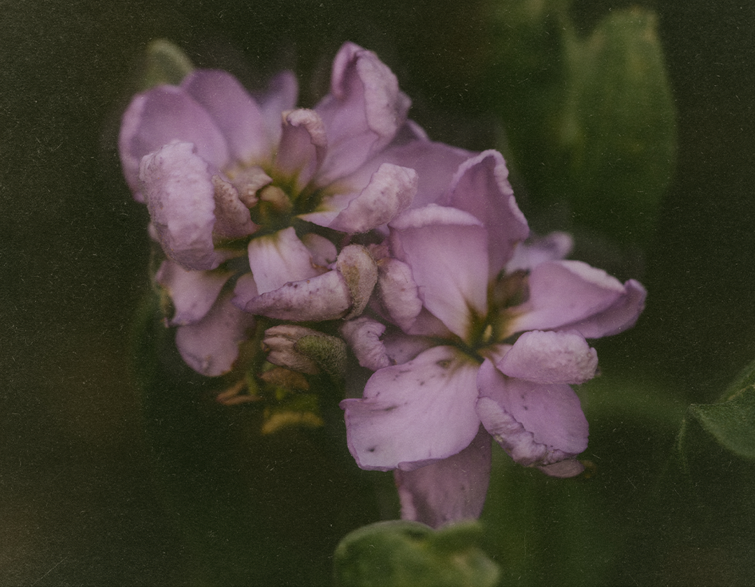 Mel-Volkman-Fine-Art-Botanical-Photography-Print-Moody-Botanical-Print-Maine-Photographer-Maine-Fine-Art-2.png