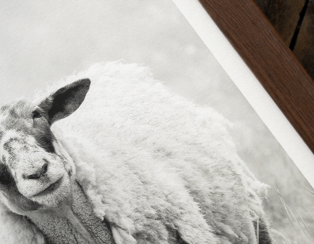Sheep in Fog
