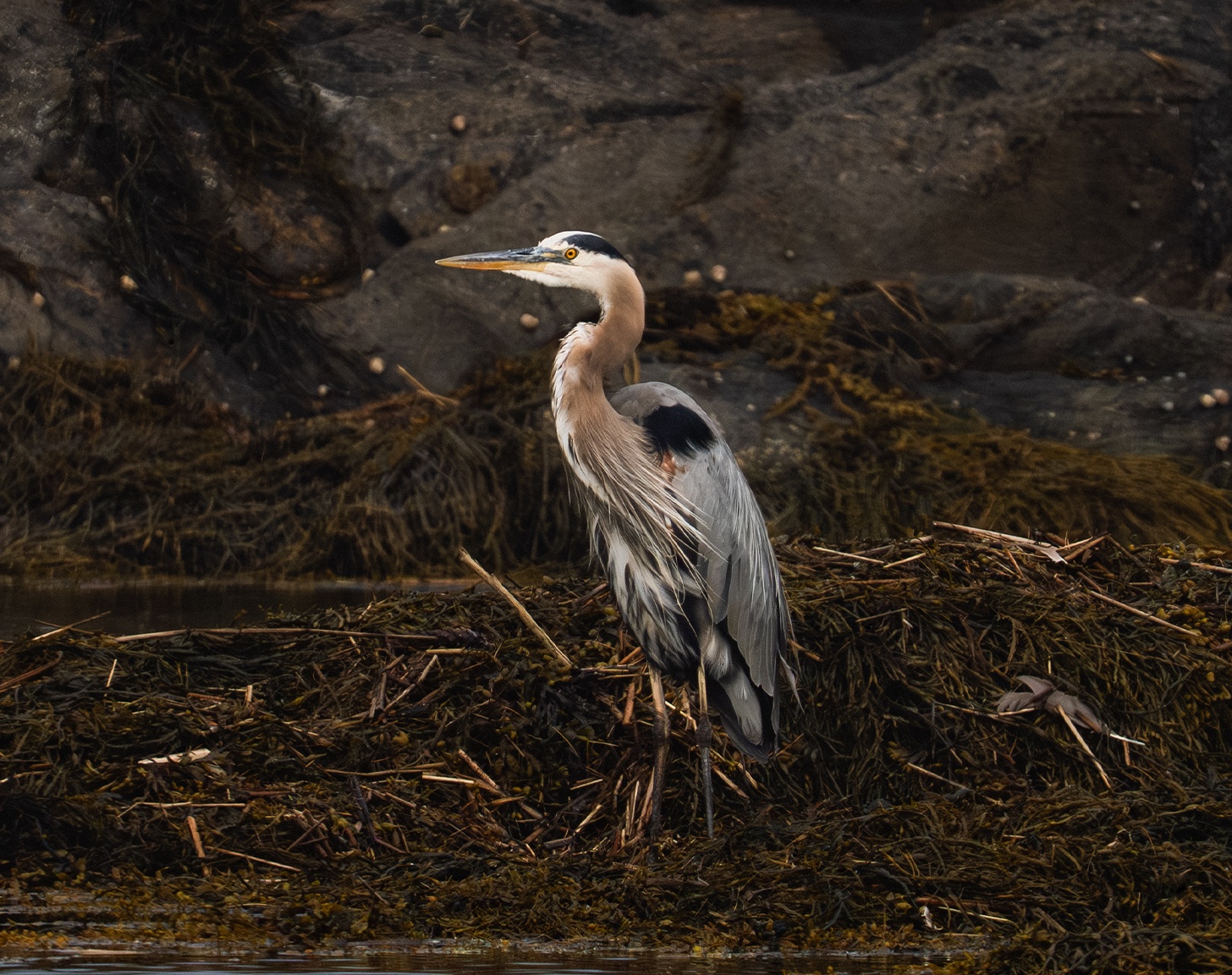 Mel-Volkman-Maine-Photographer-Maine-Birds-Blue-Heron-1.png