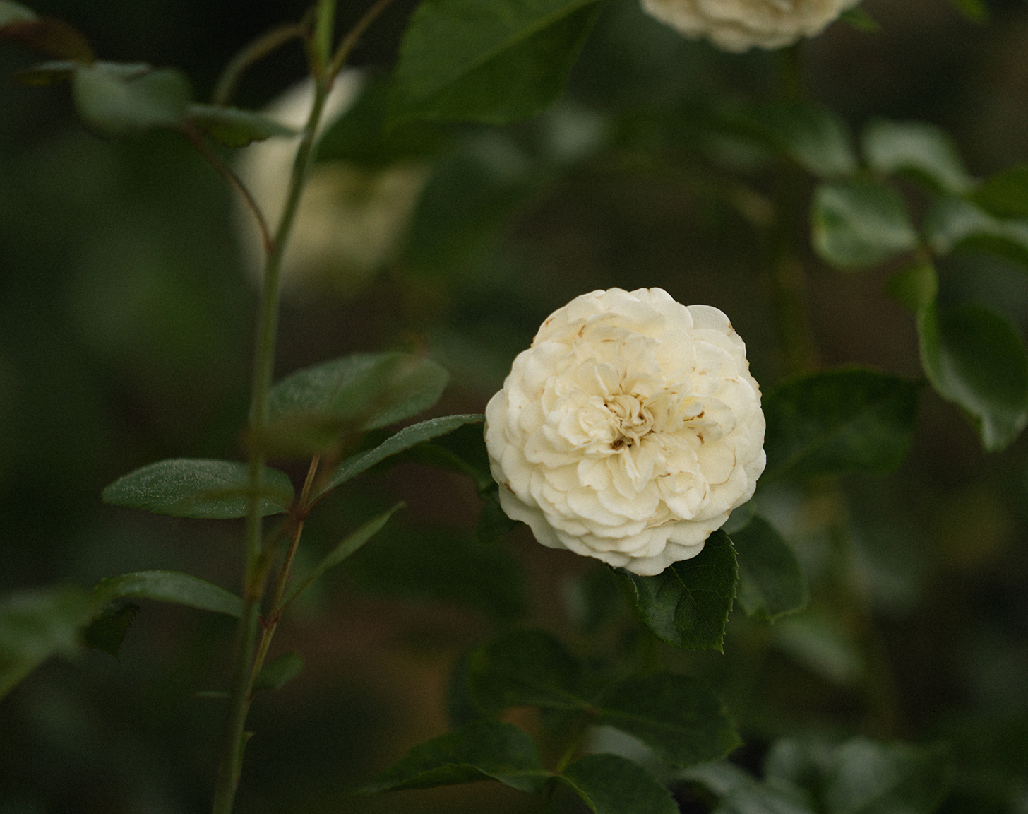 Mel-Volkman-Maine-Photographer-Maine-Garden-July-2.png