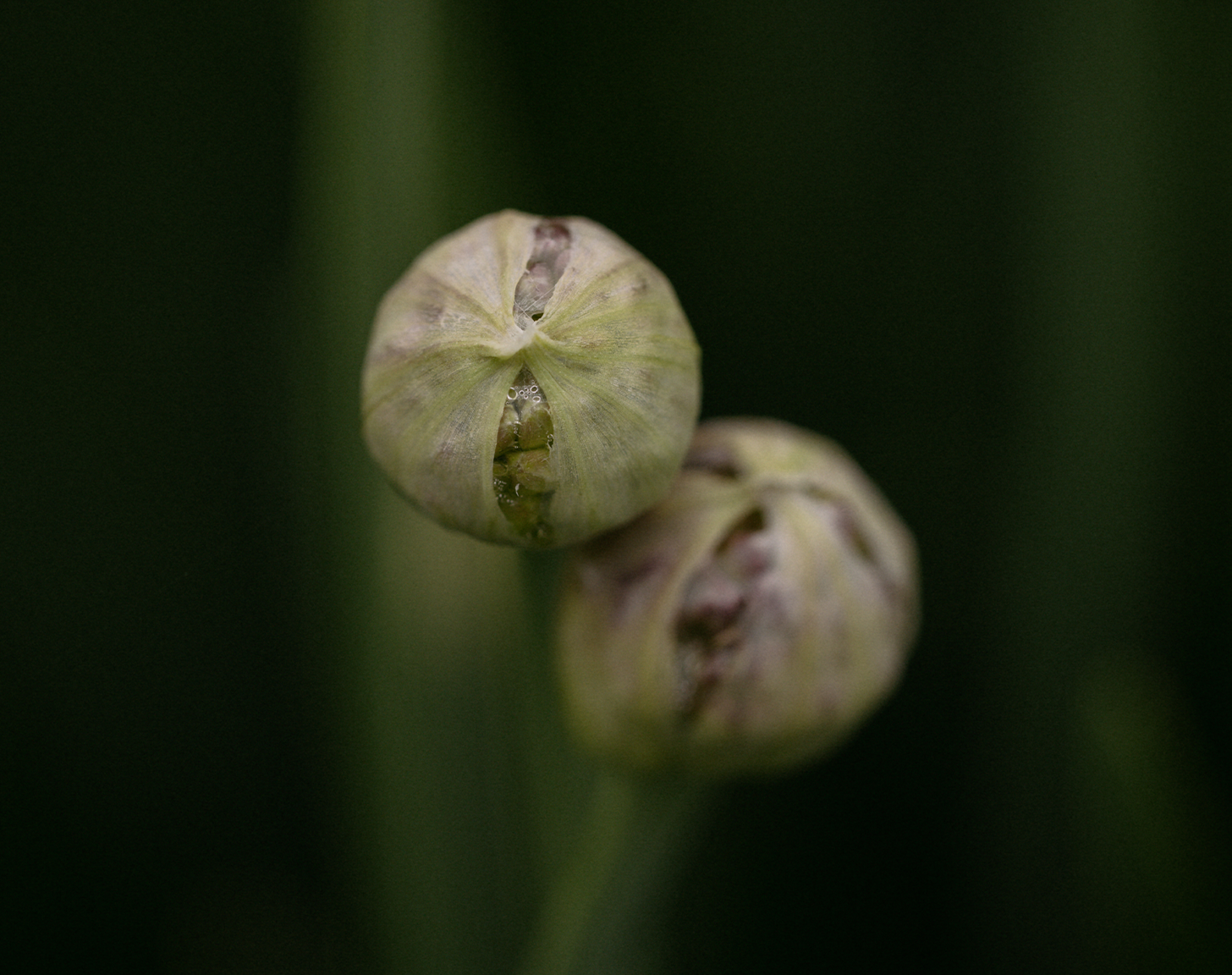 Mel-Volkman-Maine-Photographer-Midcoast-Maine-Photographer-Botanical-Photography-Moody-Photography-Nature-Photography-7.png