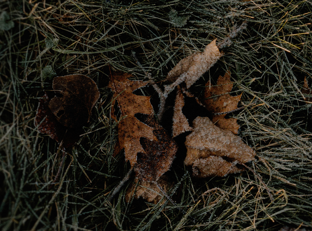 Mel-Volkman-Maine-Photography-Fine-Art-Botanical-Garden-Photography-19.png